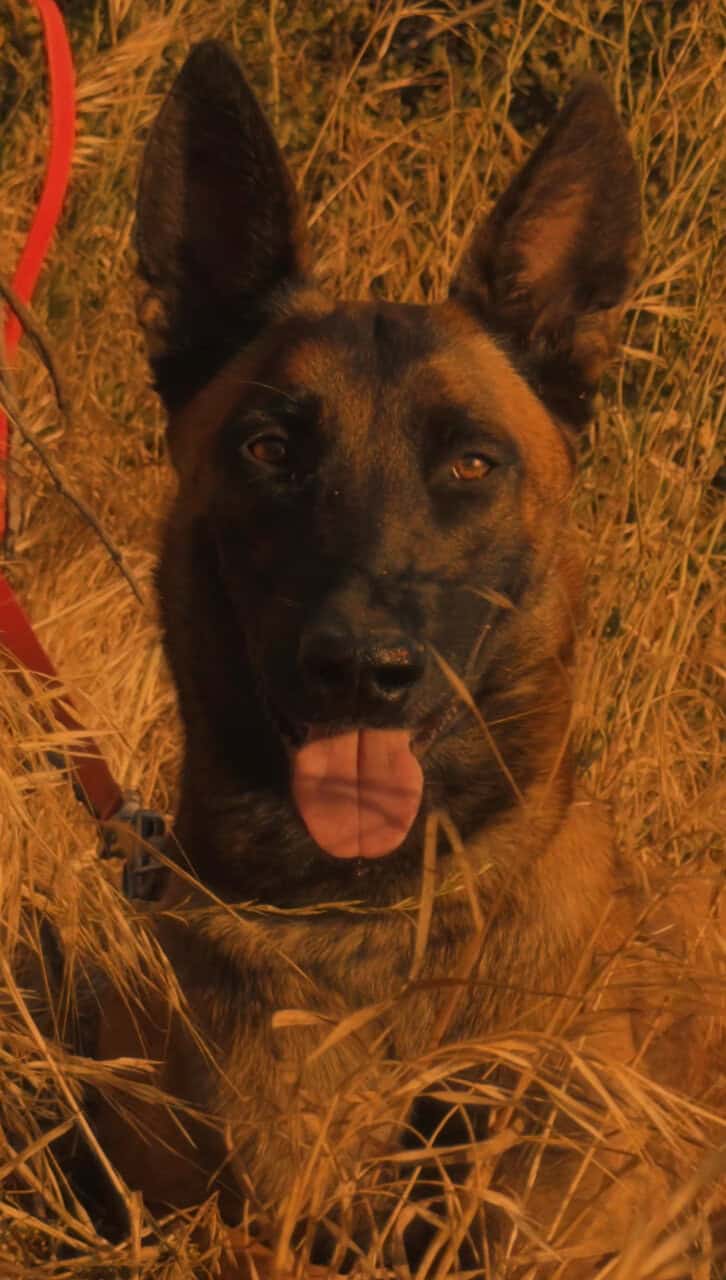 German shepherd Belgian malinois puppies for sale image 10