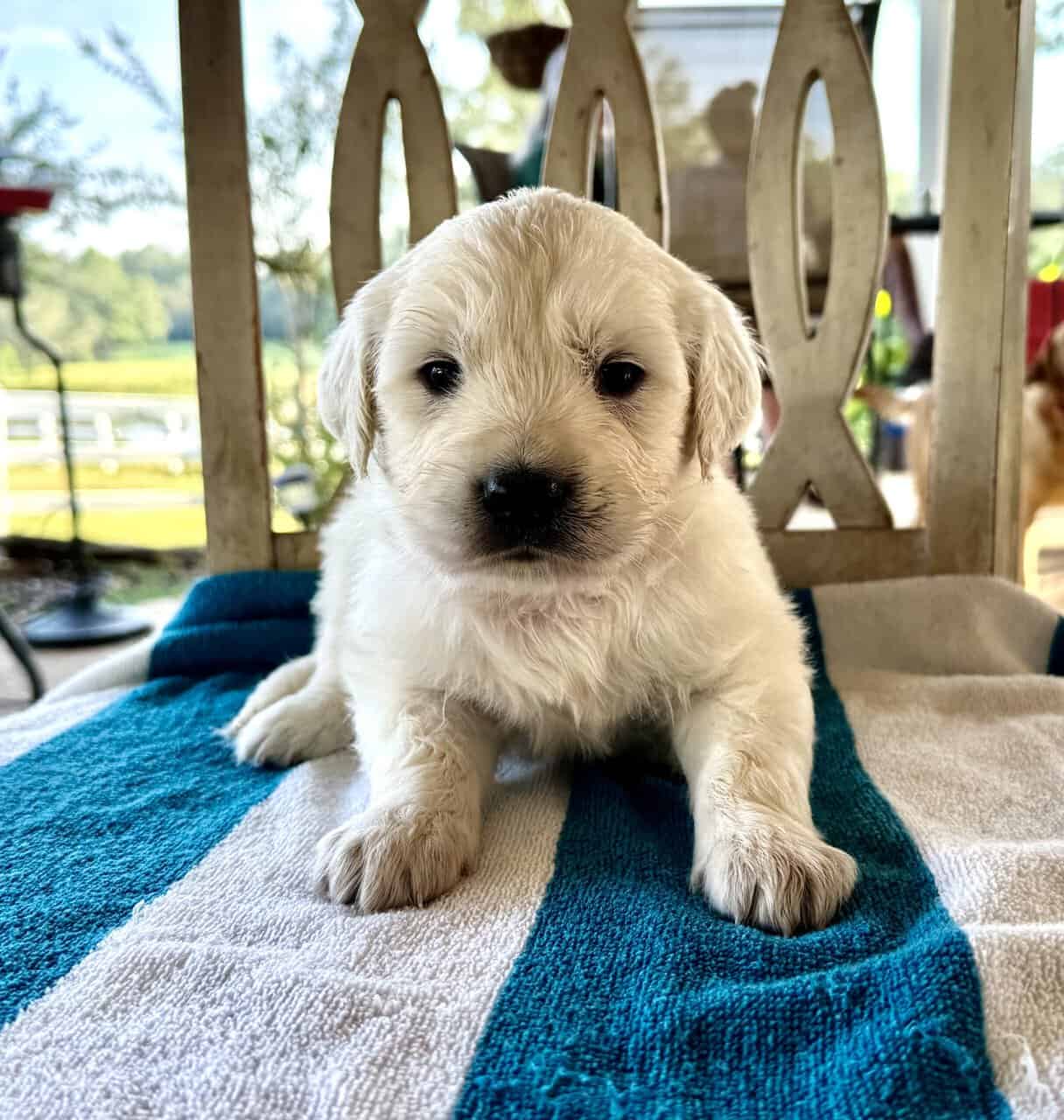 AKC English Cream Golden Retrievers image 5
