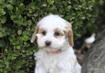 Ruby, a cockapoo puppy born on 9.15.25