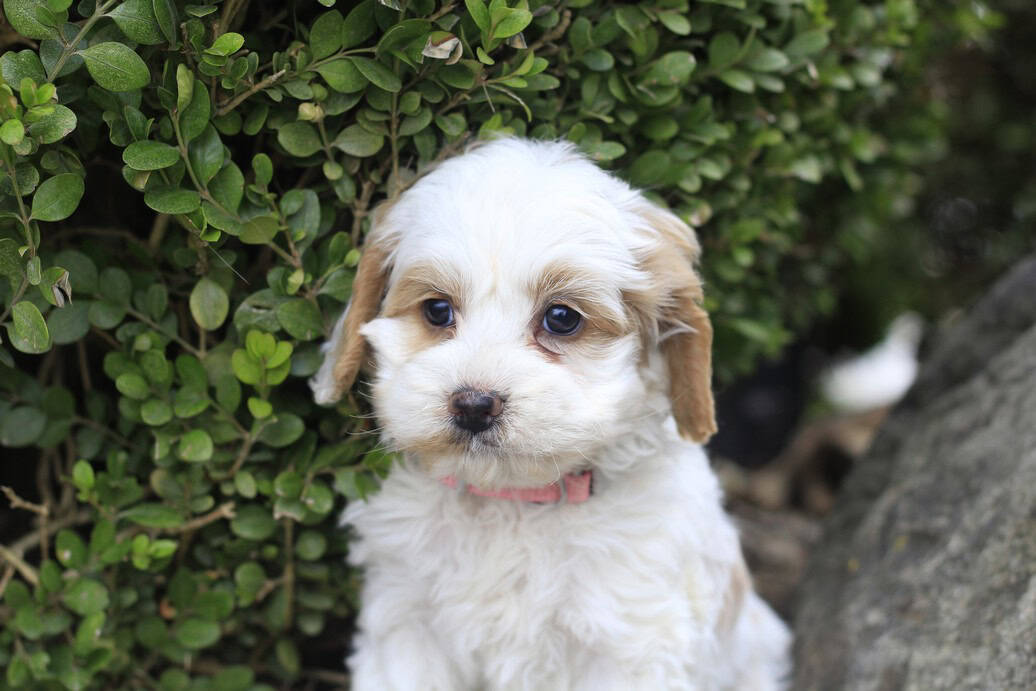 Ruby, a cockapoo puppy born on 9.15.25 image 1