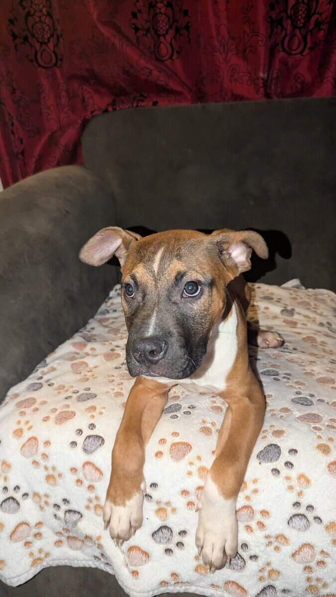 Puppies looking for fur-ever homes image 10