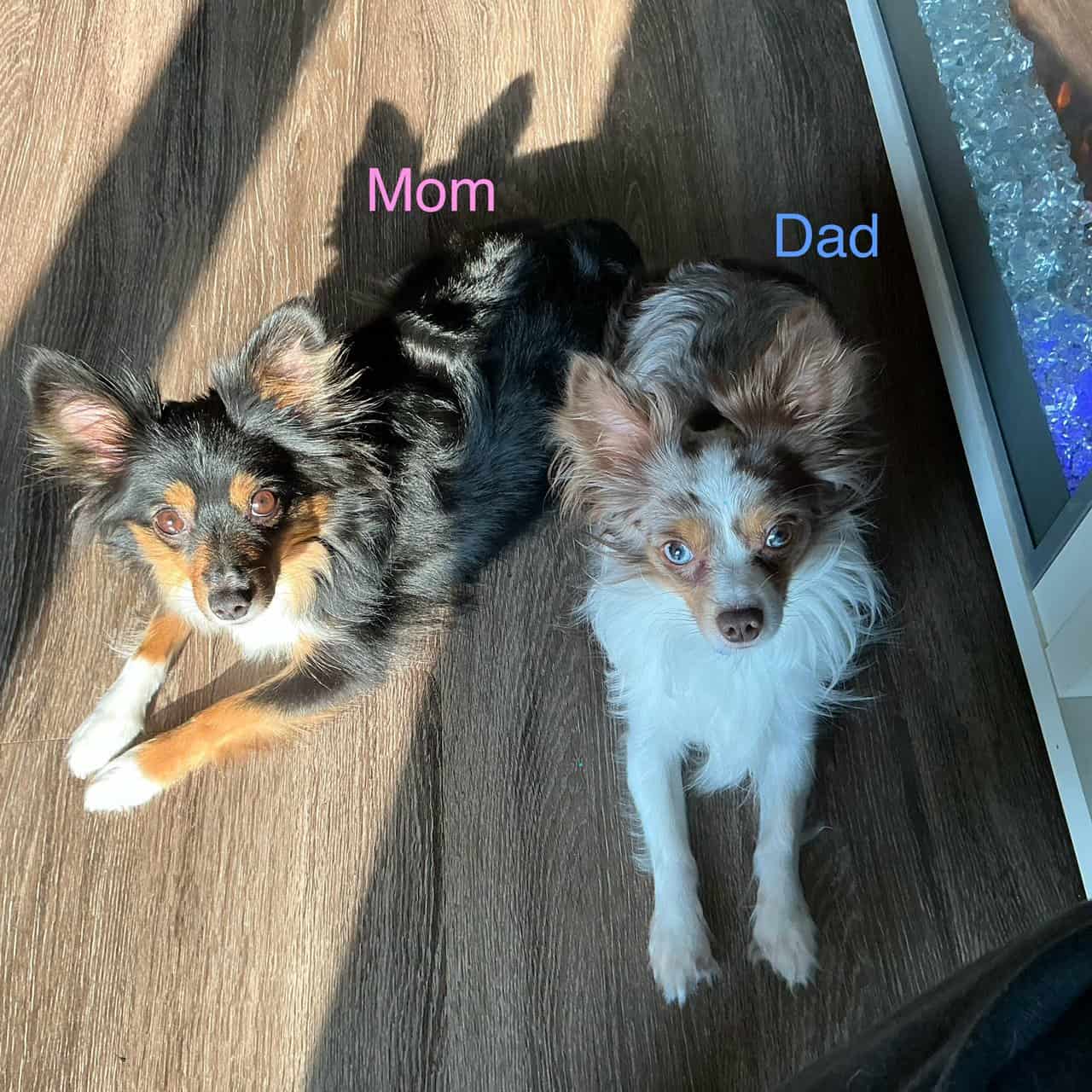 Toy Aussie Chihuahua puppies image 1
