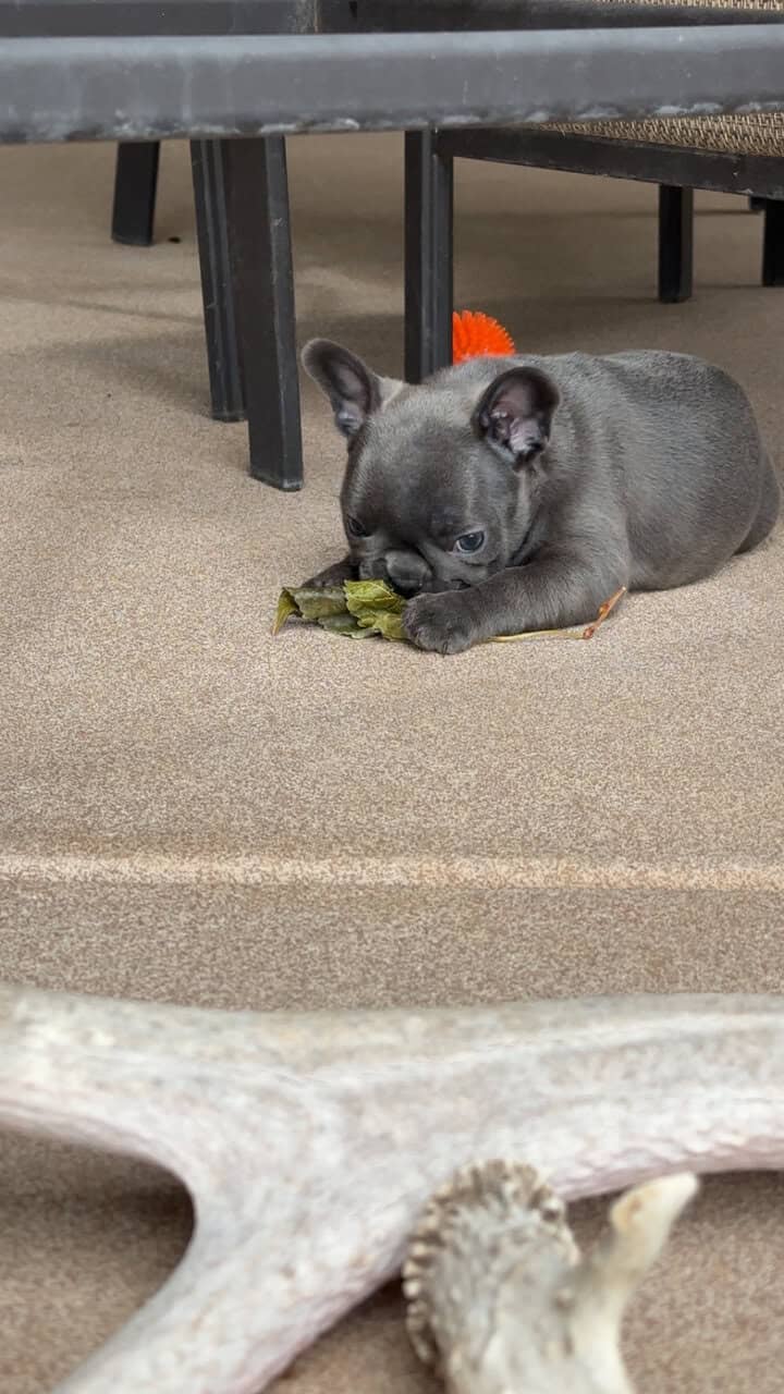 Frenchie image 7