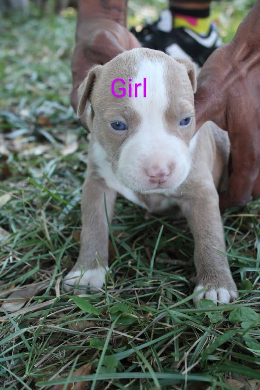 Pitbull Puppies image 6