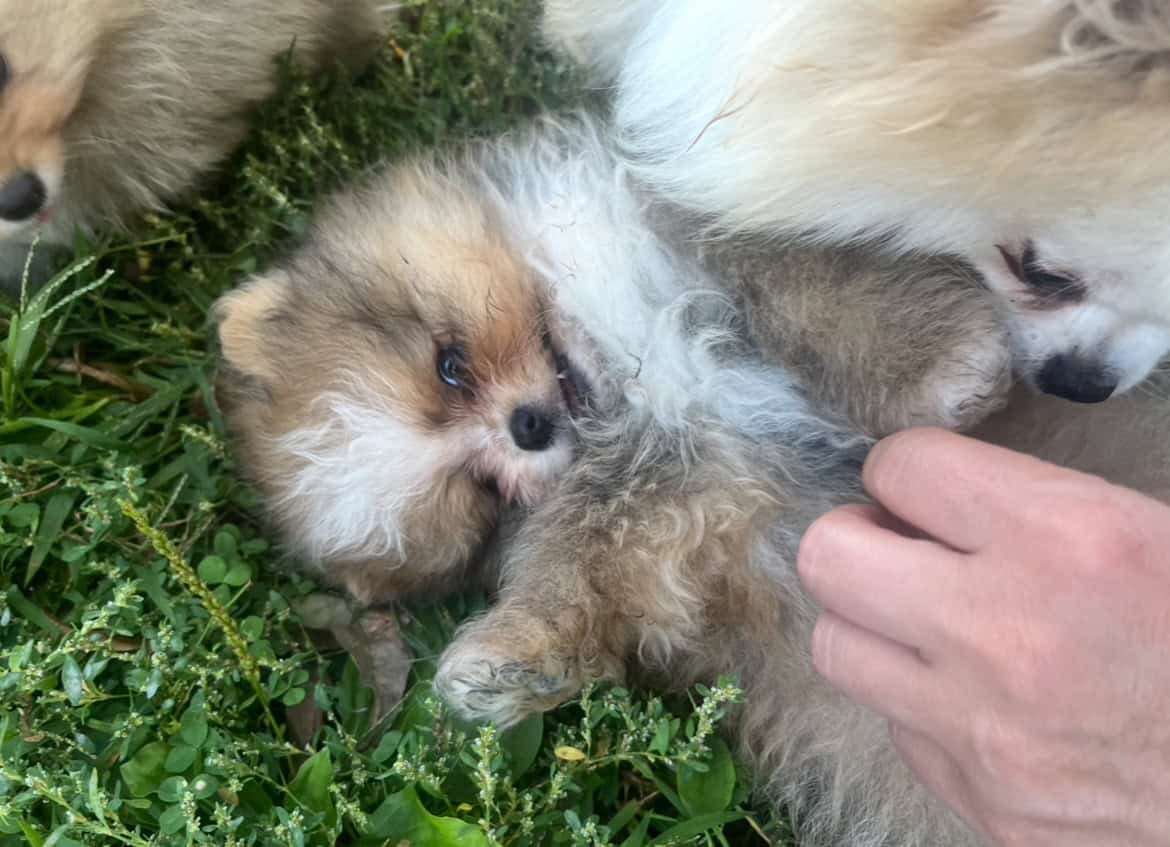 Pomeranians For Sale image 4