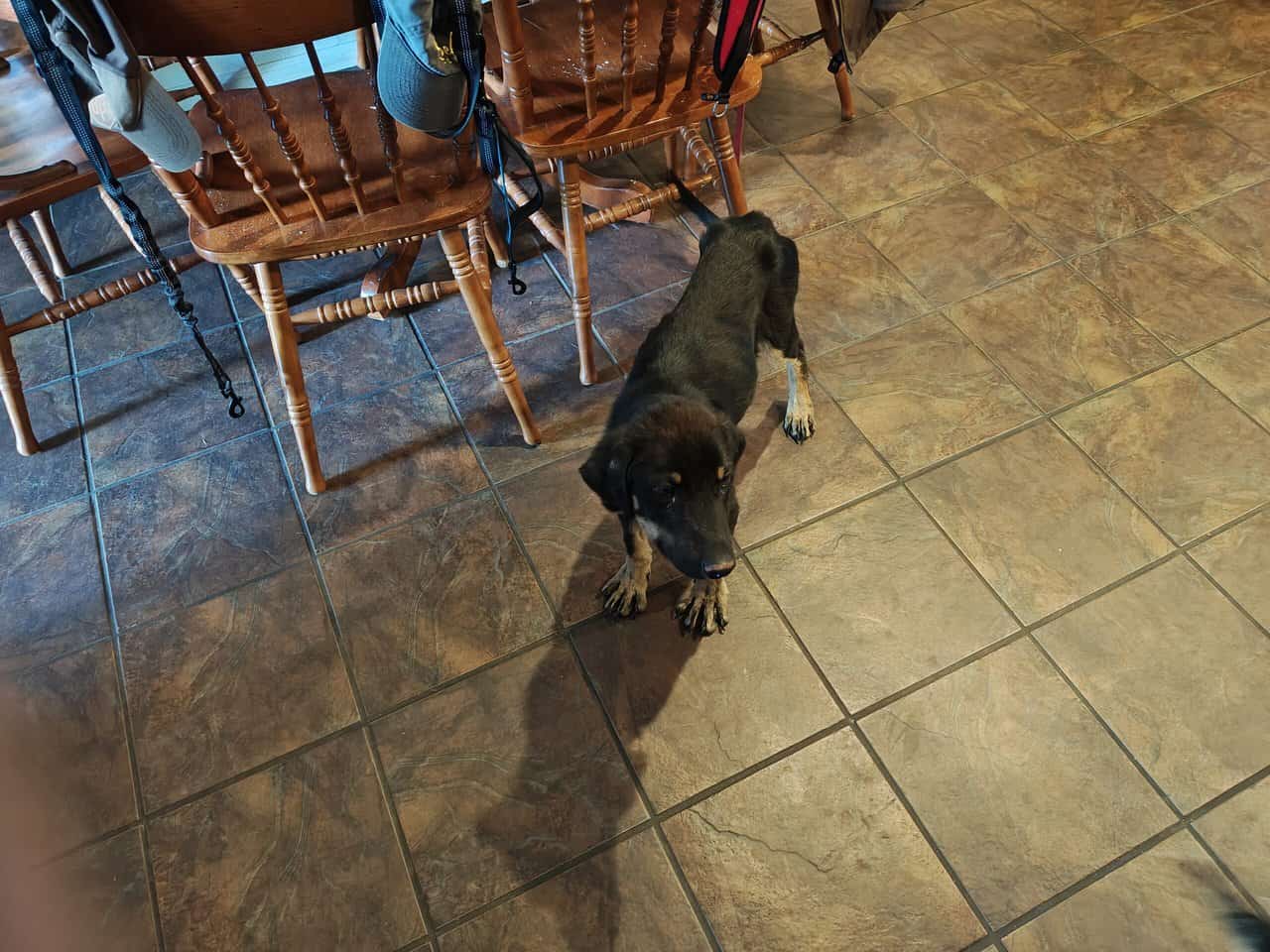 Rehoming a puppy image 2