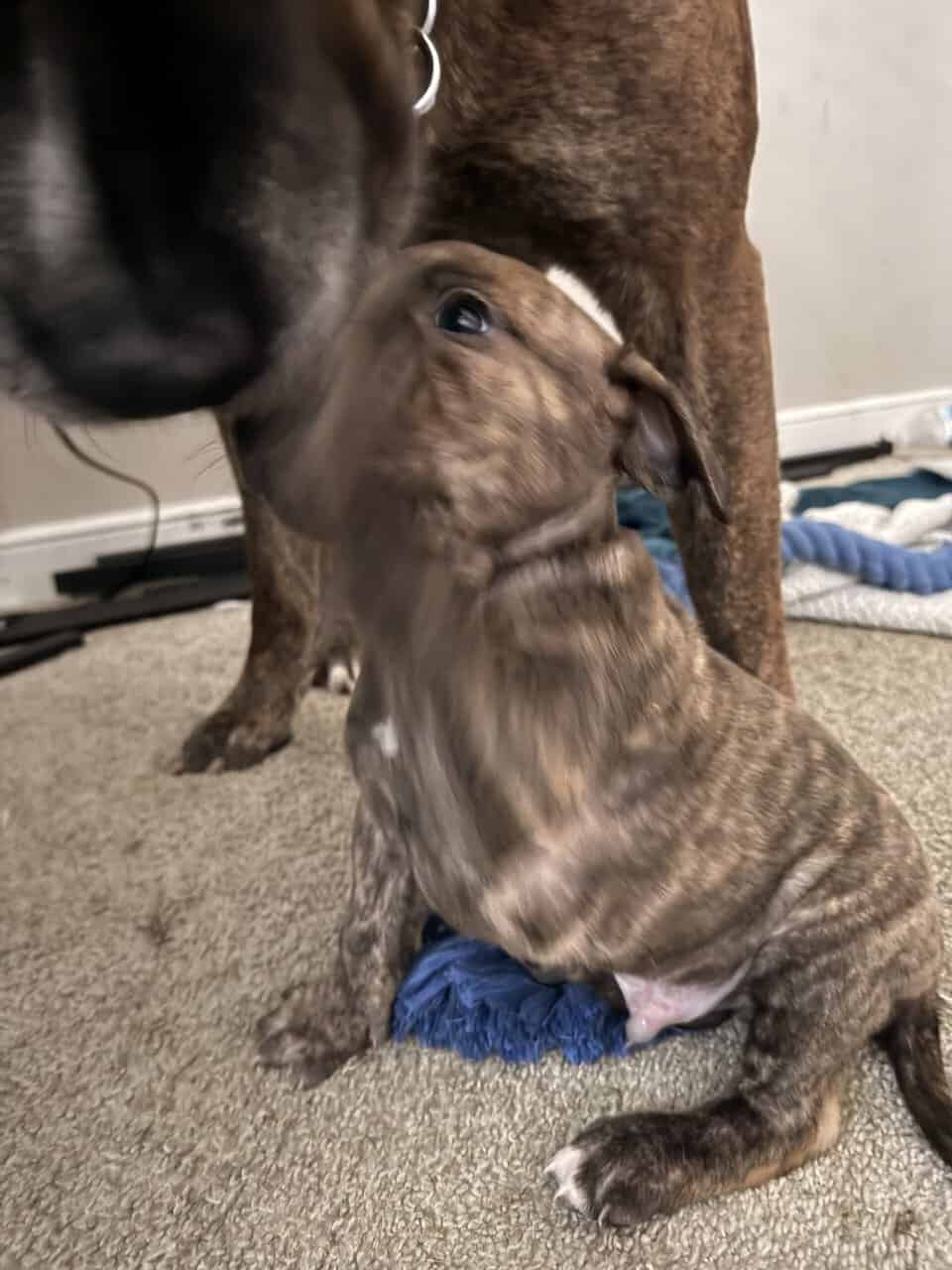 Puppies looking for new home (Males) image 3