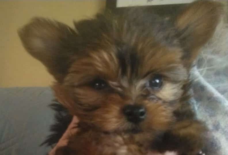 AKC REGISTERED YORKSHIRE PUPPIES image 4