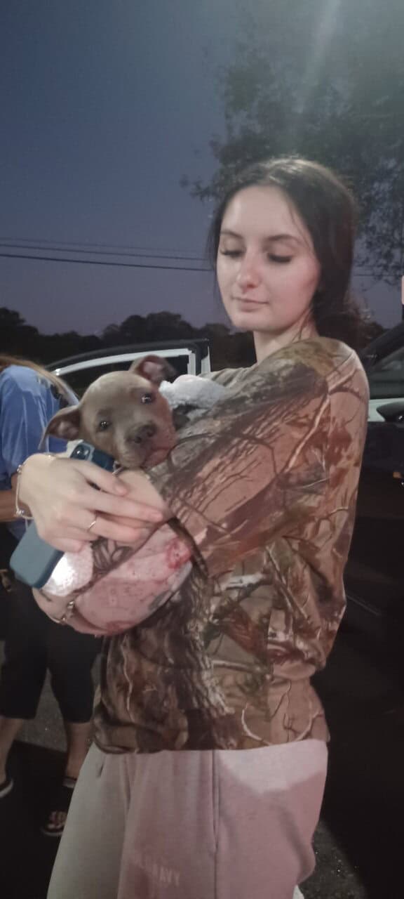 Staffordshire bull terrier pups image 13