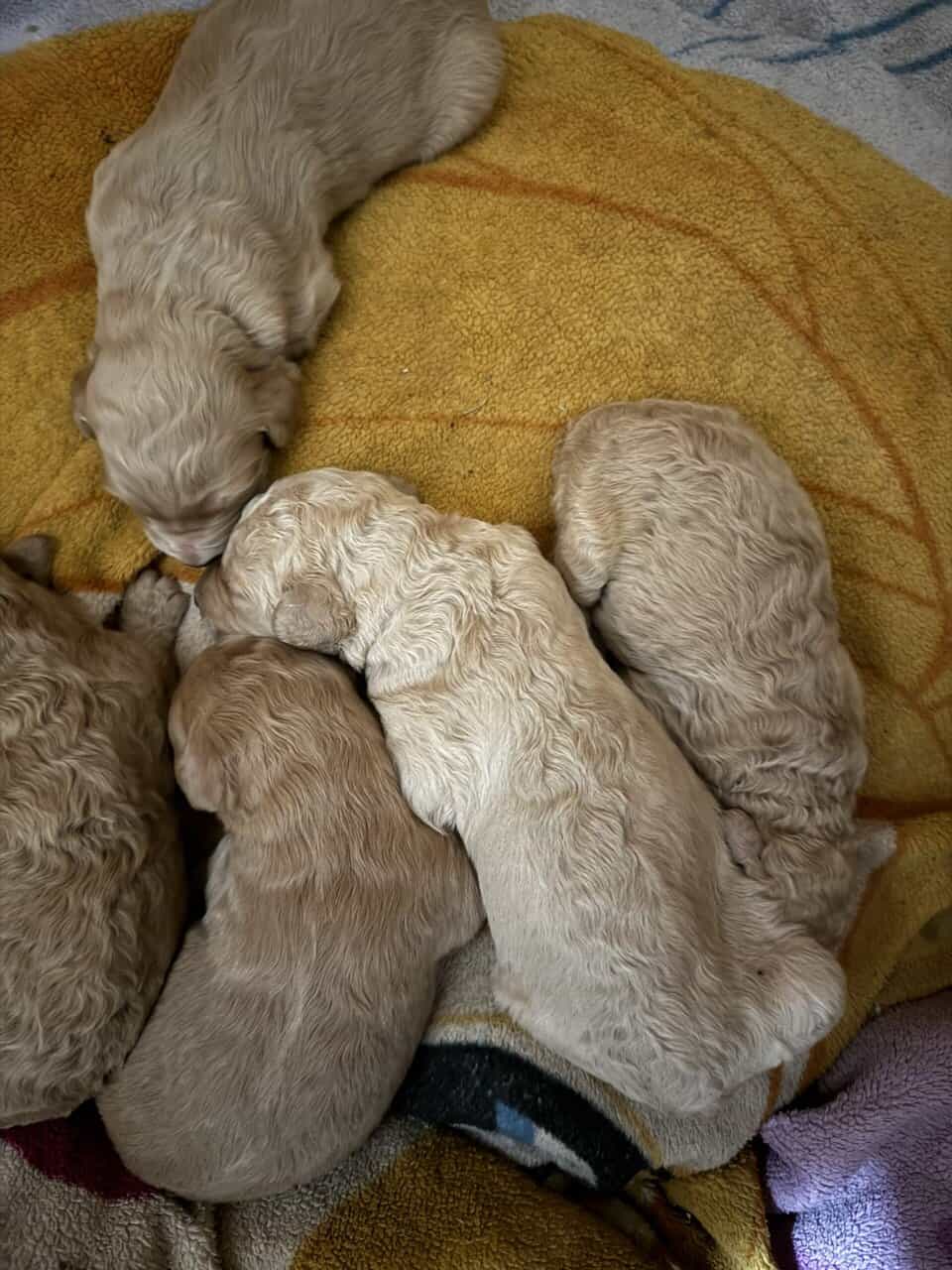 Goldendoodle puppies image 3