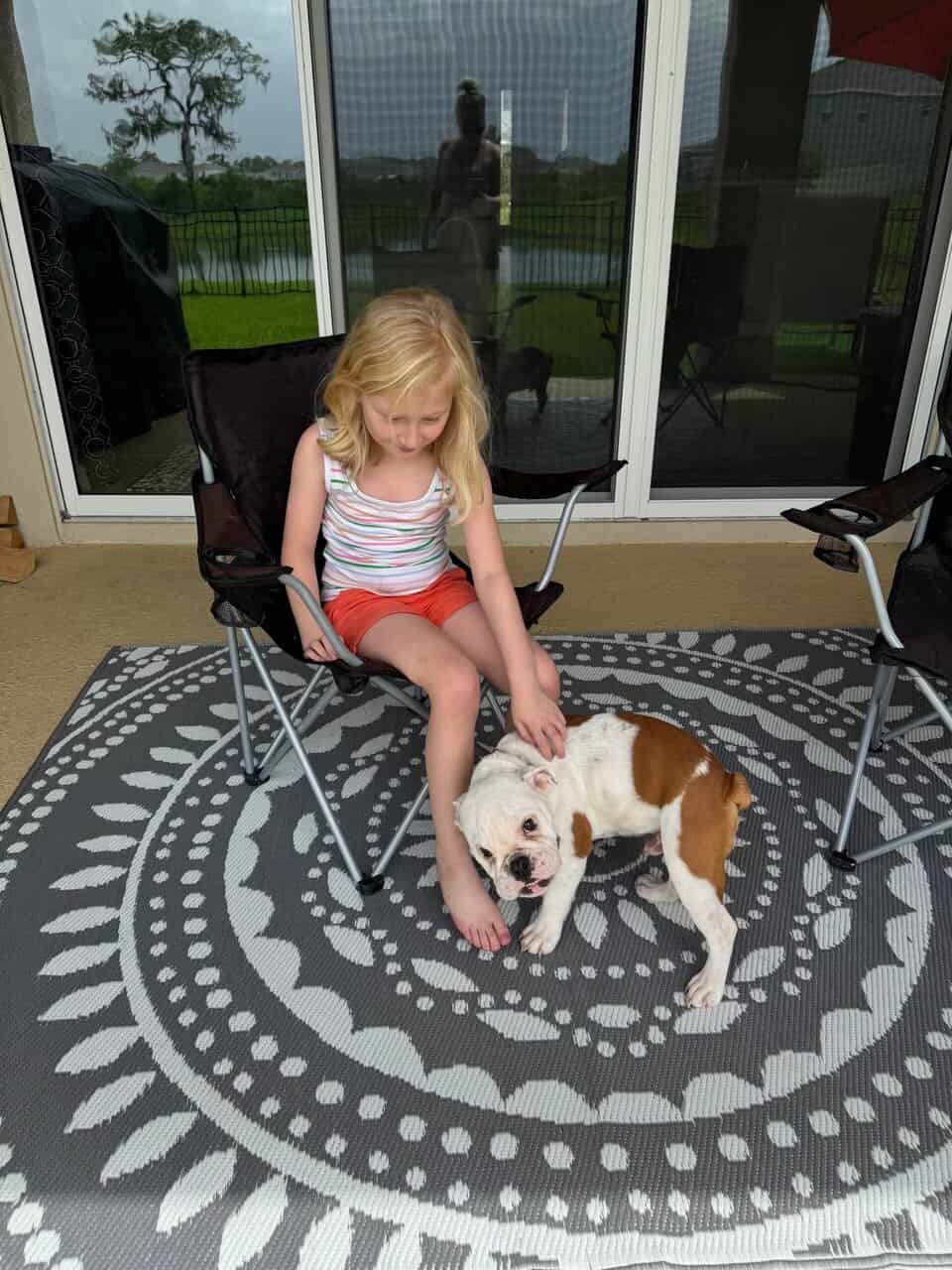 English Bulldog - Hiccup 10mths old image 5