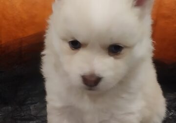 Beautiful Foxy Pomsky Puppies