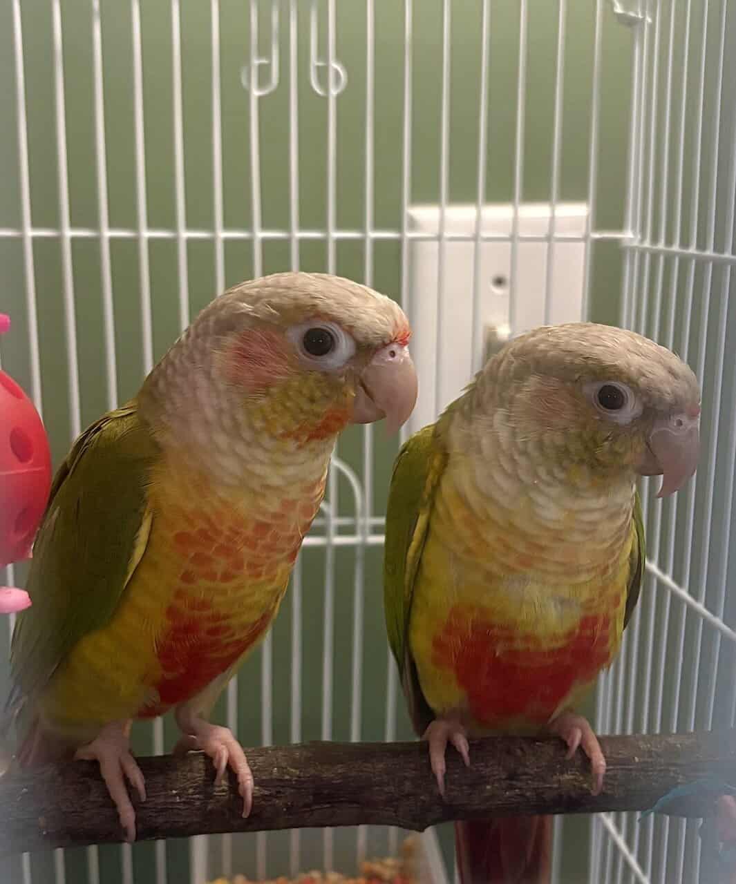 Bonded Pineapple Conure’s image 4