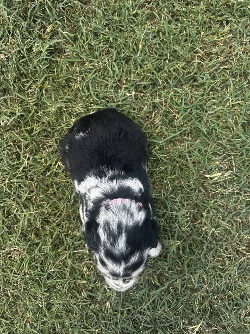 Golden Aussie (pink) image 3