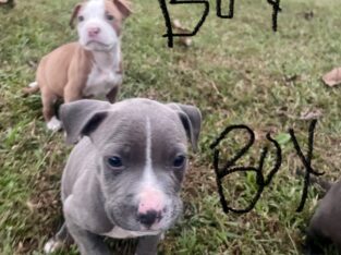 6week pitbull puppies