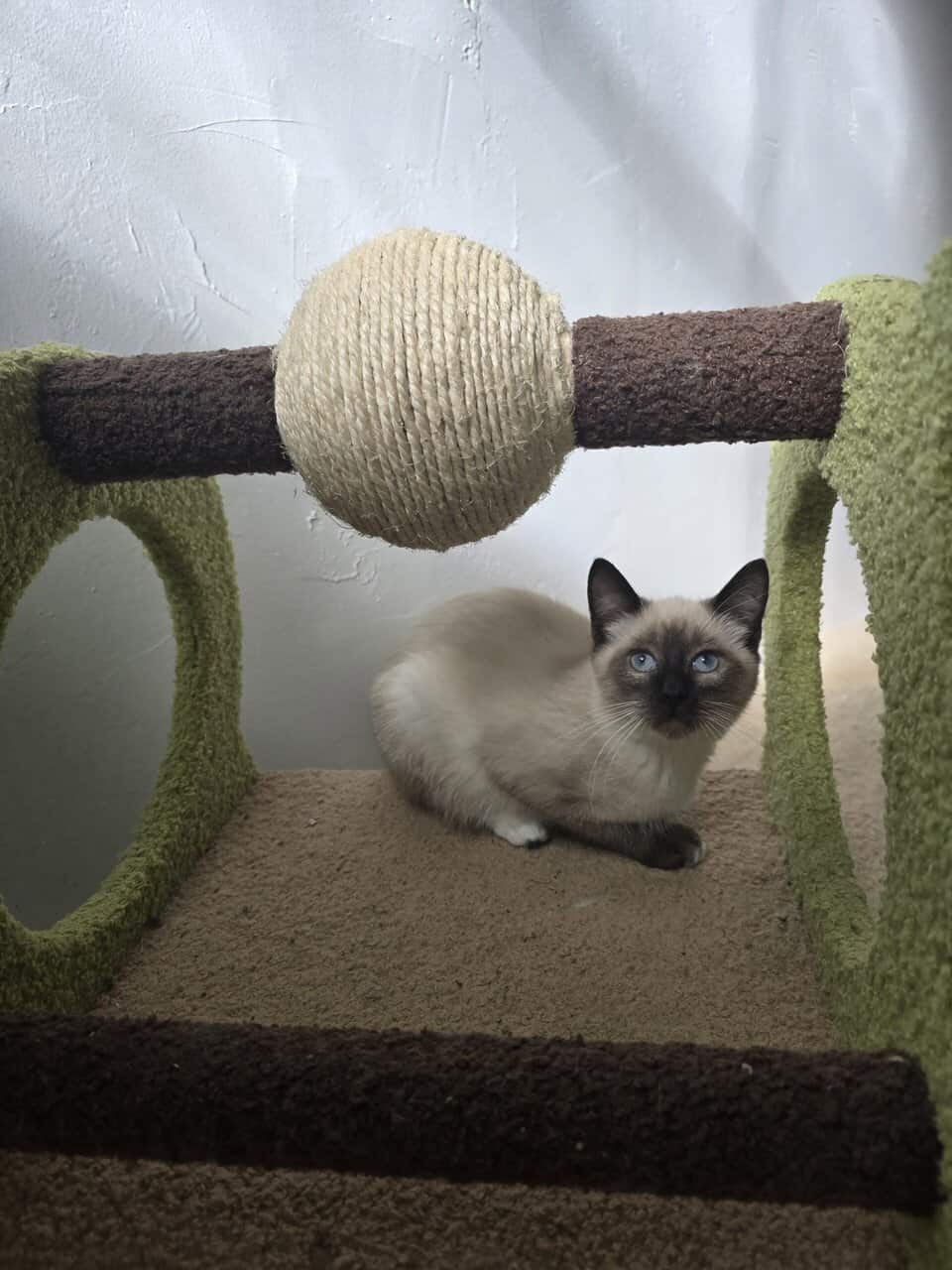 Siamese kittens image 3