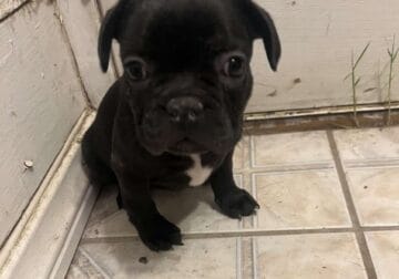 Boston terrier/Frenchies