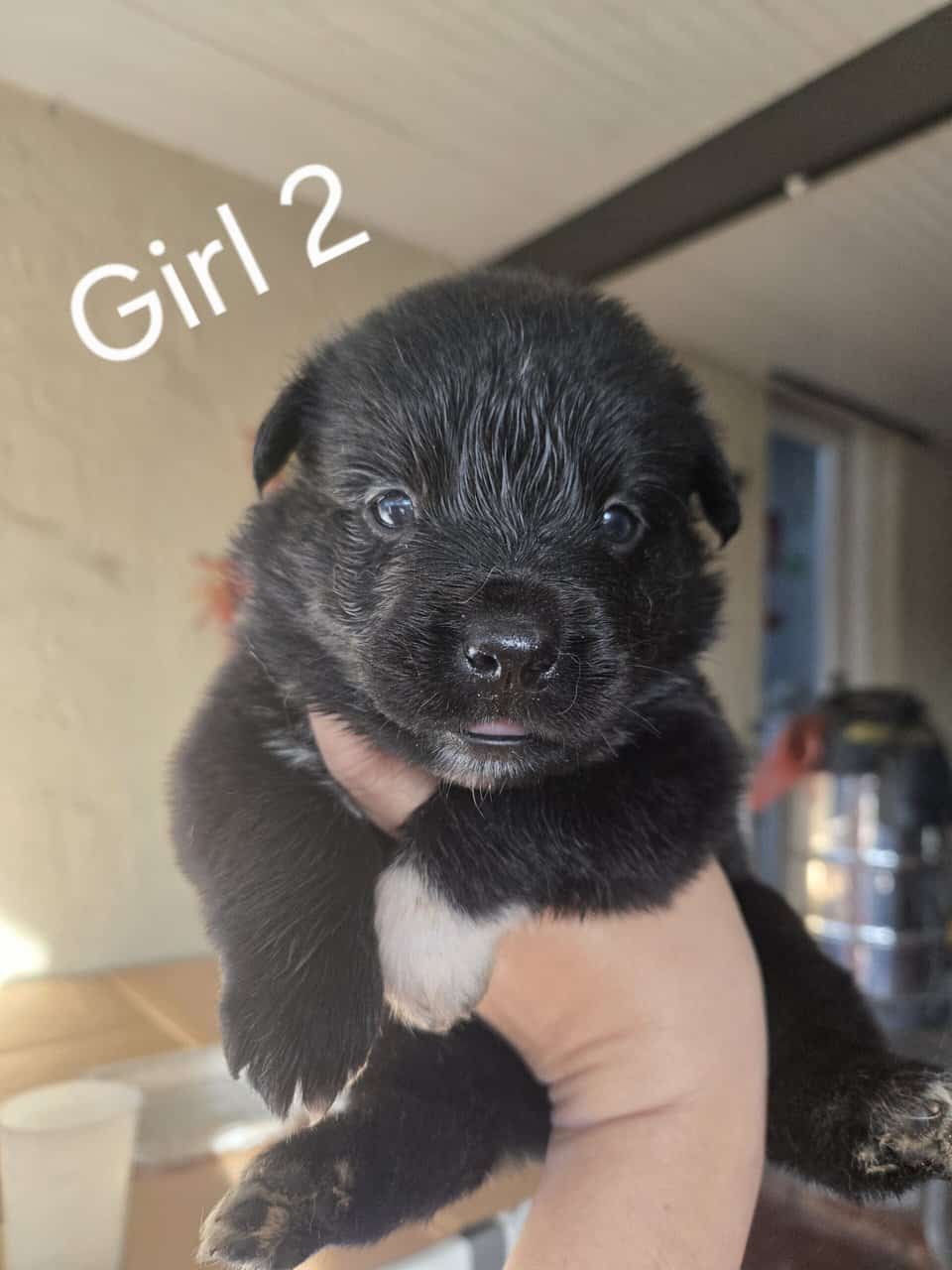 Beautiful Purebred Border Collie Puppies –orlando image 4