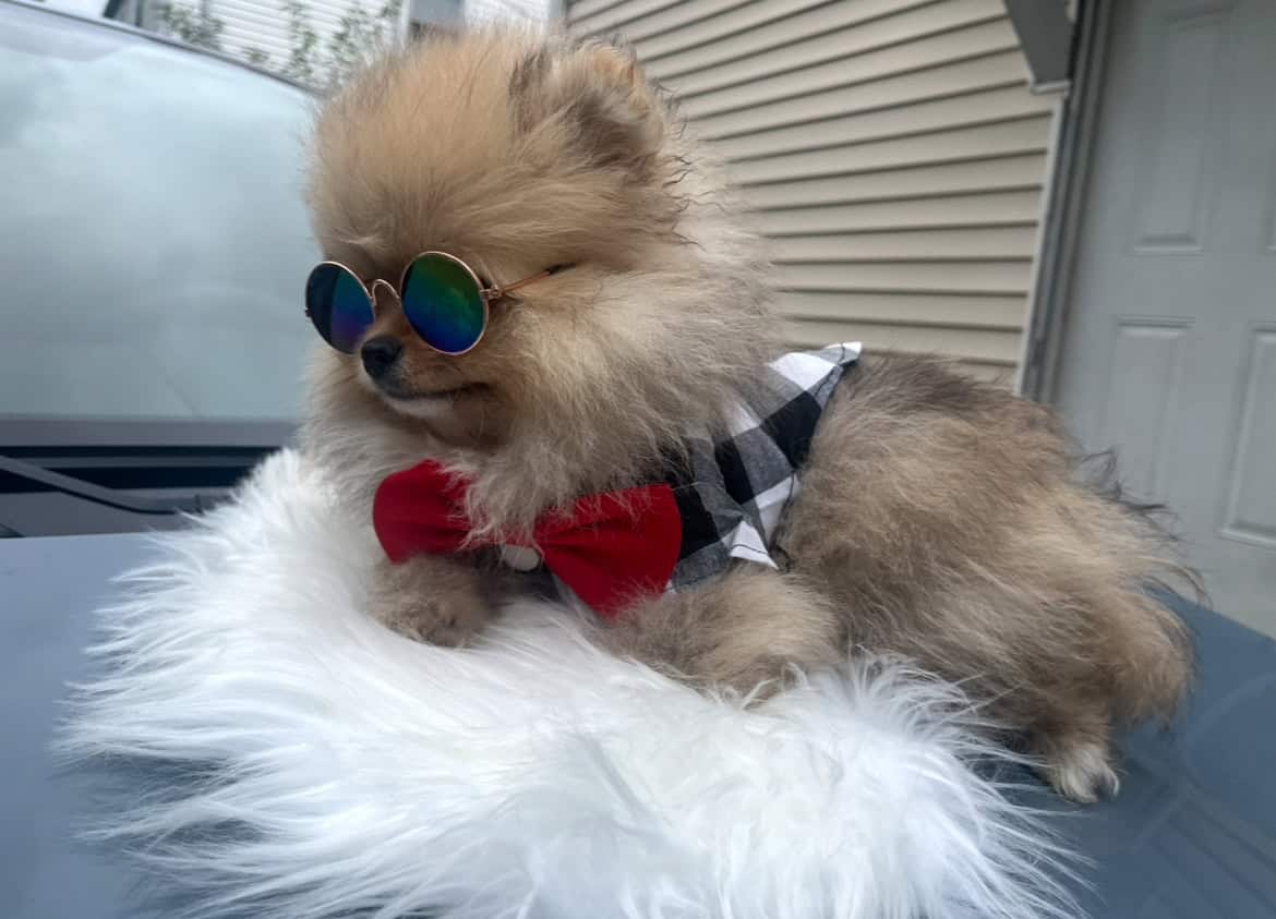 Pomeranians For Sale image 2