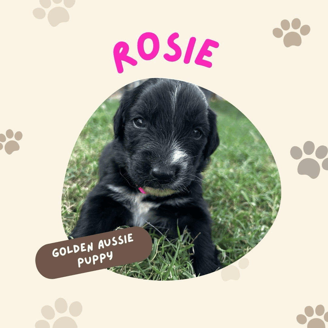 Golden Aussie (hot pink) image 1