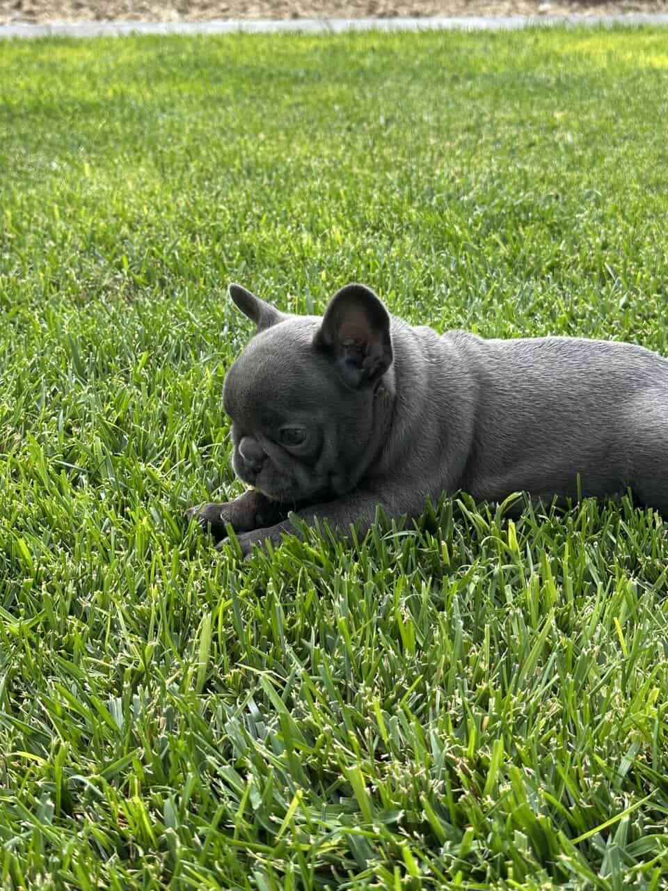 Frenchie image 5
