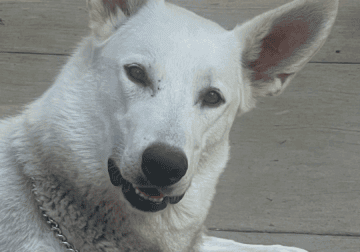 White Female German Shepherd Dog