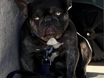 Rehoming French Bulldog