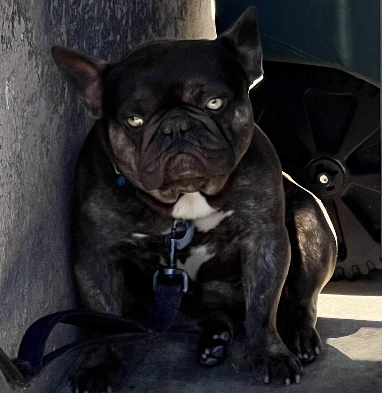 Rehoming French Bulldog image 1
