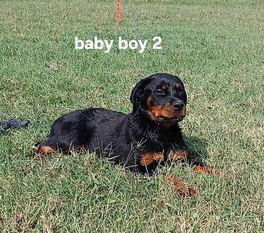 AKC registered German Rottweiller image 1