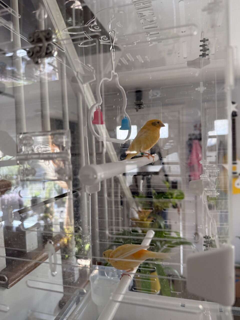 Canary pair image 2