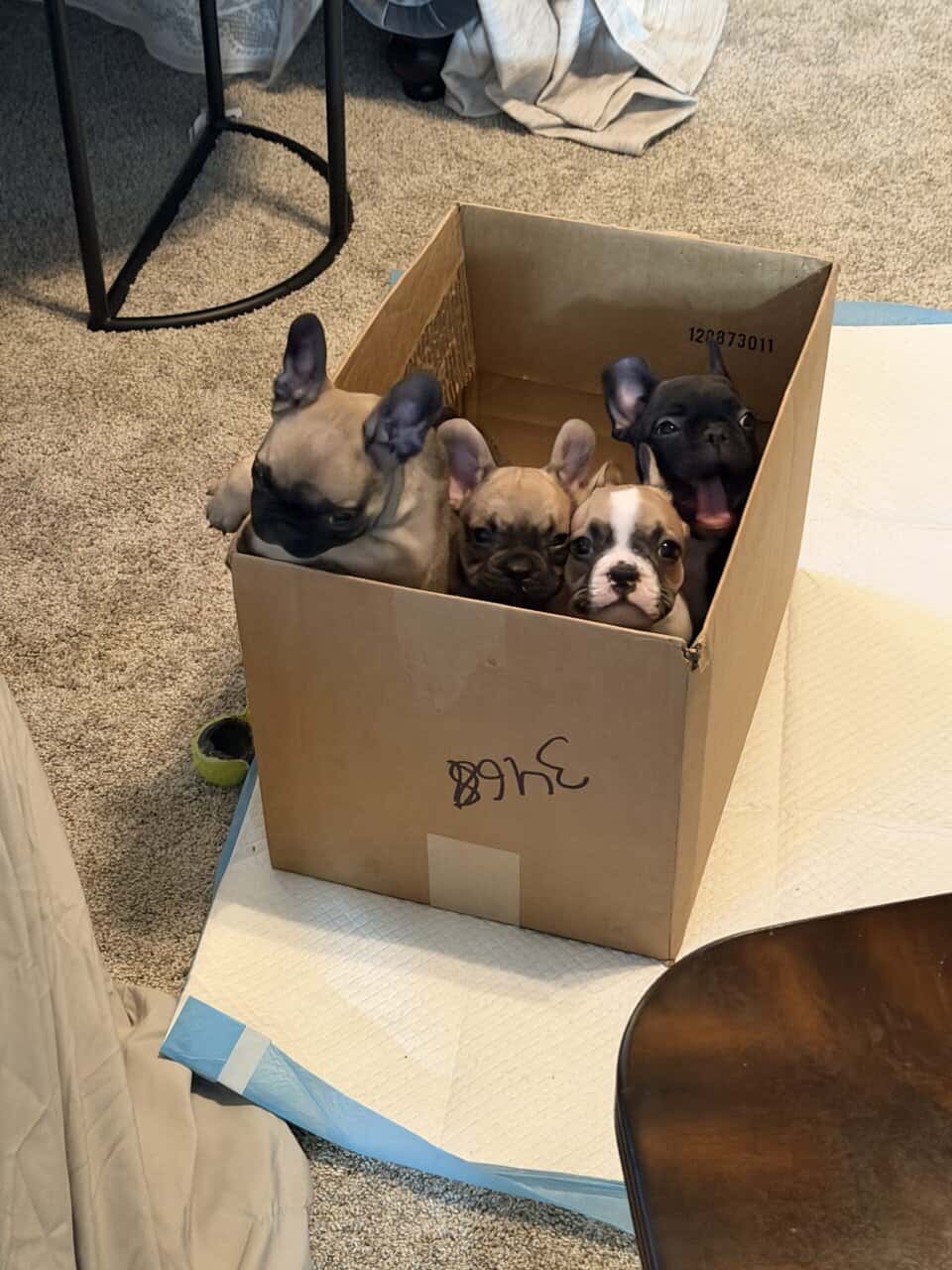 French bulldog puppies akc image 2