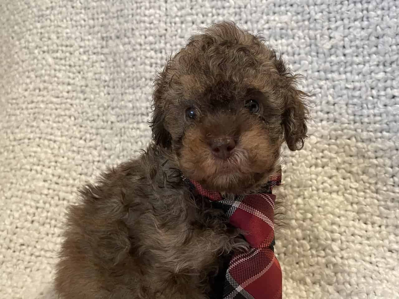 Cavapoo puppies image 6
