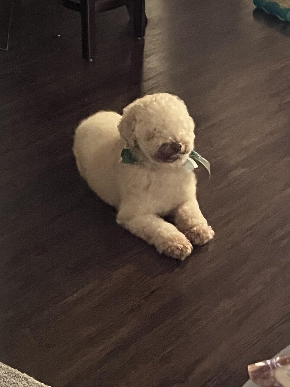 Male Poodle image 3