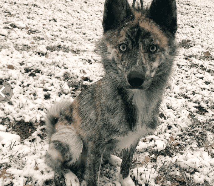 Beautiful Adult Male Husky Pomeranian Mix image 1