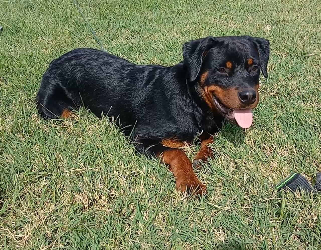 Male German Rottweiller image 2
