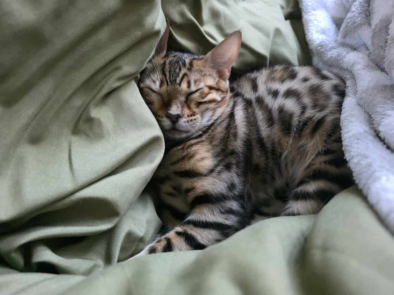 Bengal image 4