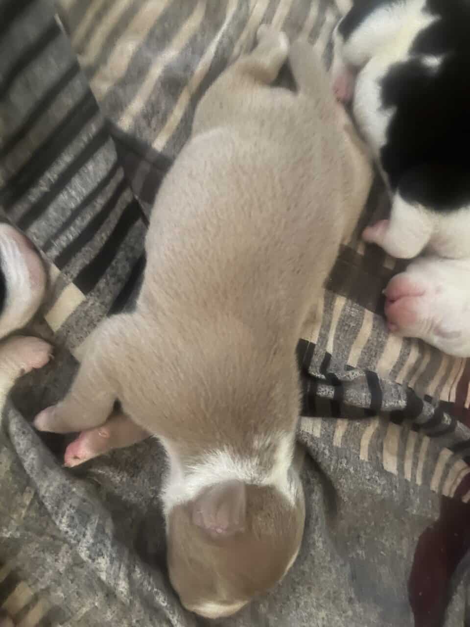 Pit lovers only image 8
