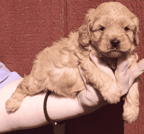 Mini goldendoodles image 2