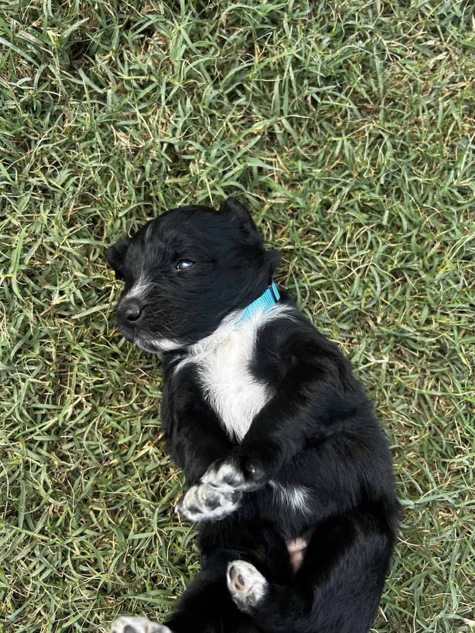 Golden Aussie (light blue) image 2