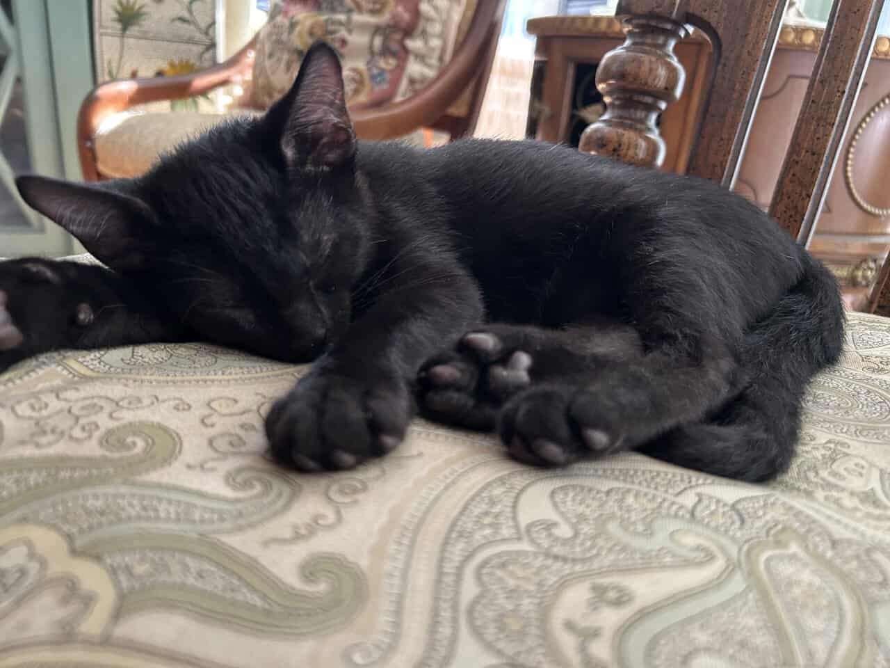 🐾 Bonded Black Kittens & Gray Pal – Shallotte NC image 7