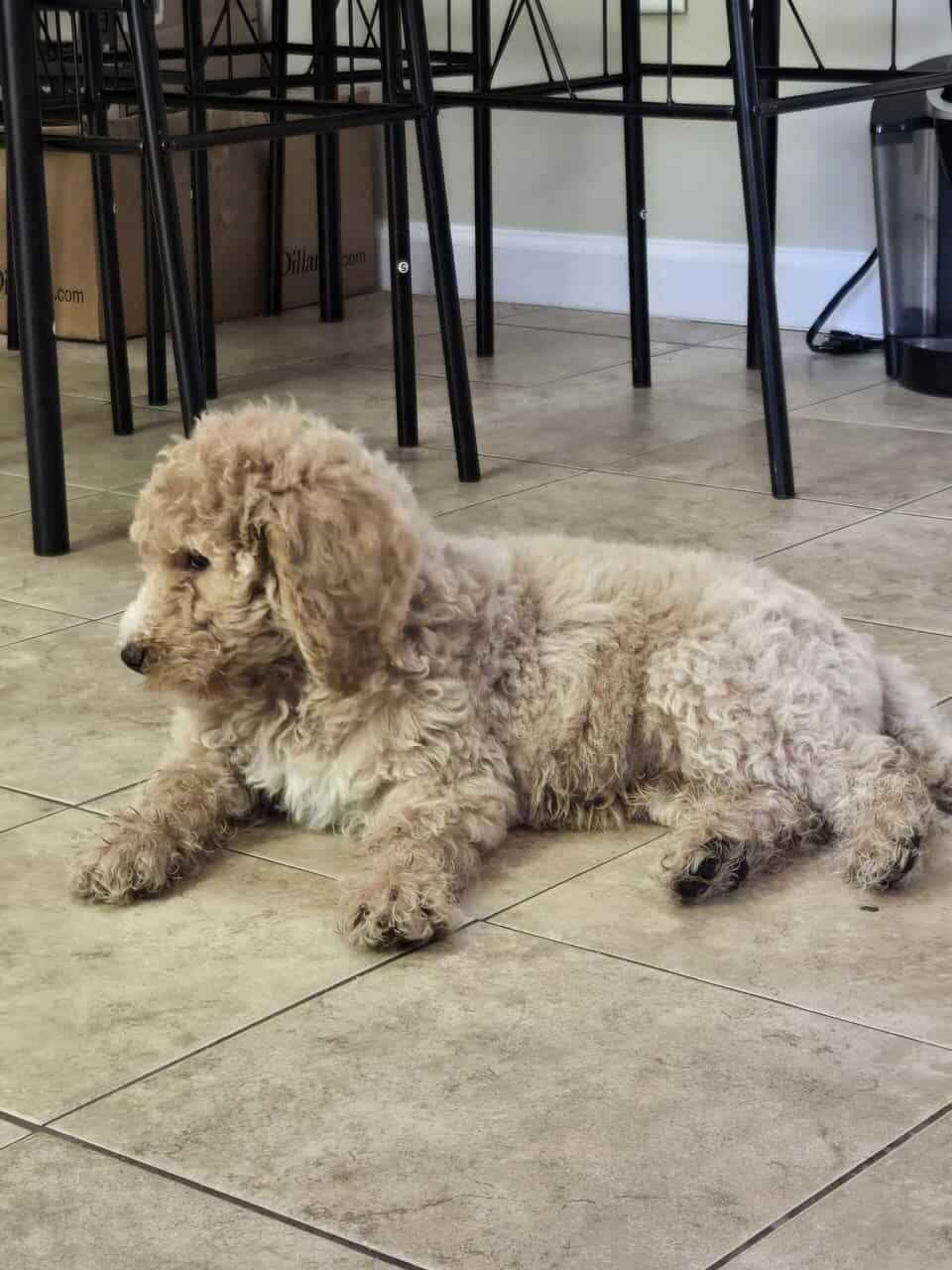 Standard Goldendoodle Puppy + Starter Kit/Supplies image 3