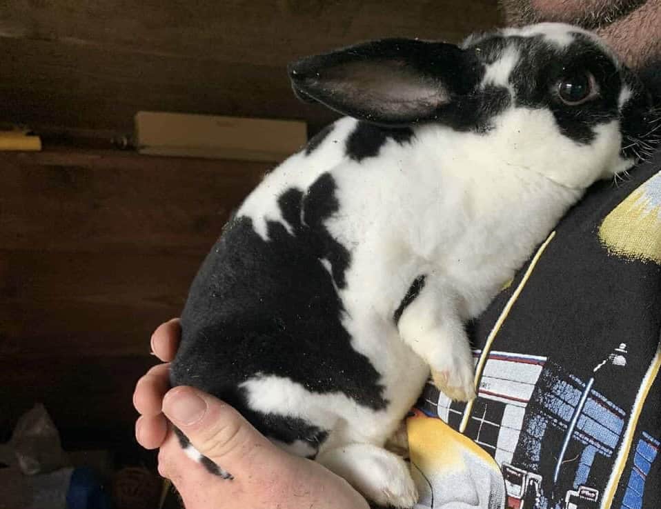 Mini rex female for sale image 1