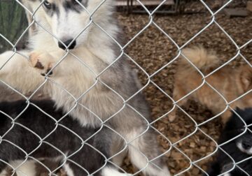 Siberian Husky 12 weeks