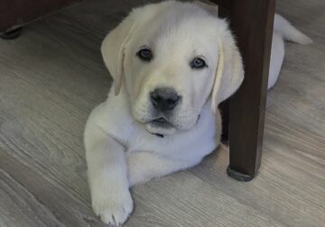 English labrador puppies.