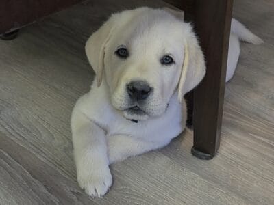 English labrador puppies.