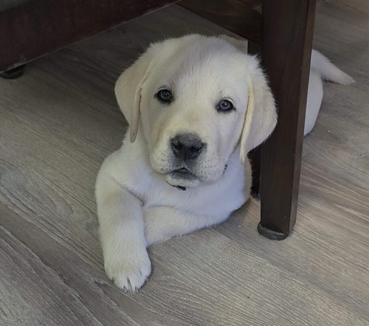 English labrador puppies. image 1