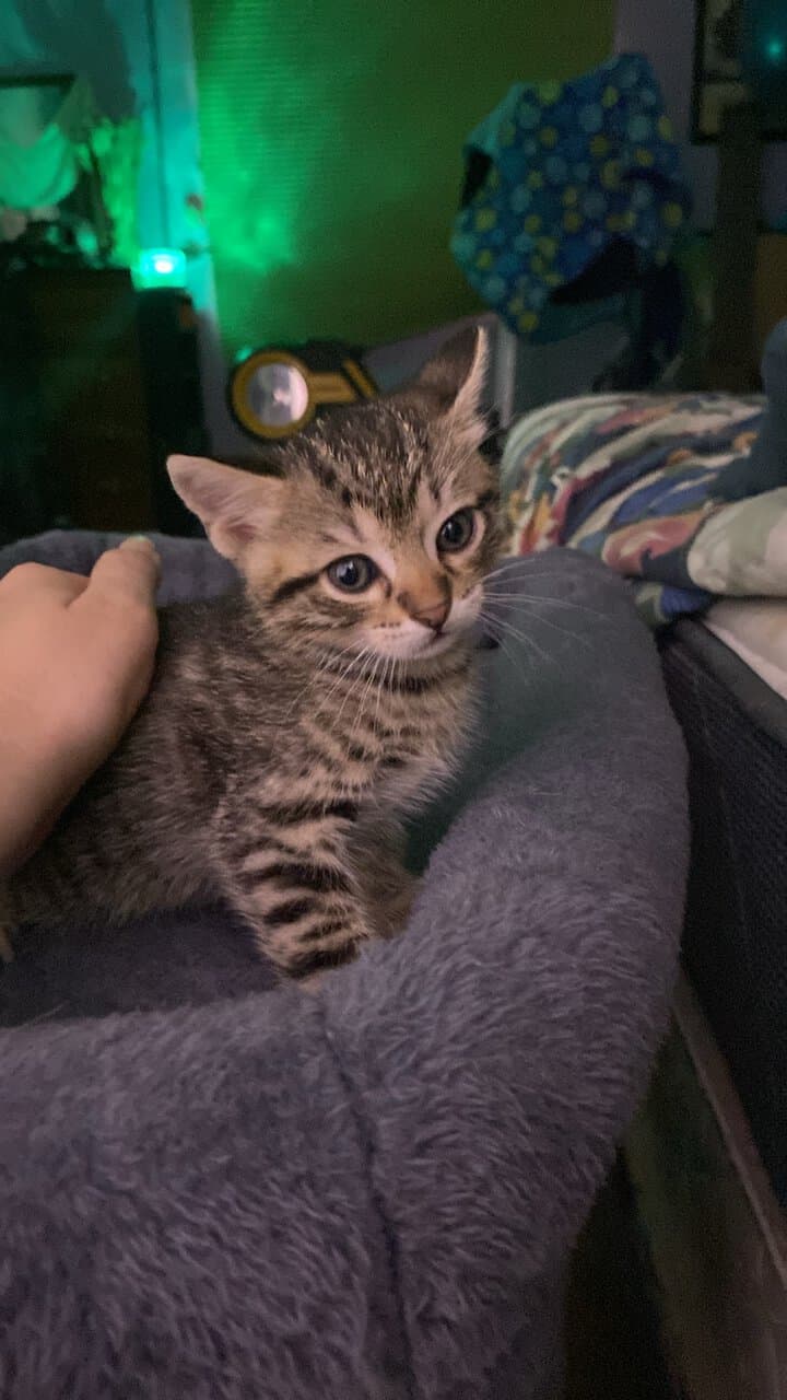 Domesticated exotic wildcats image 2