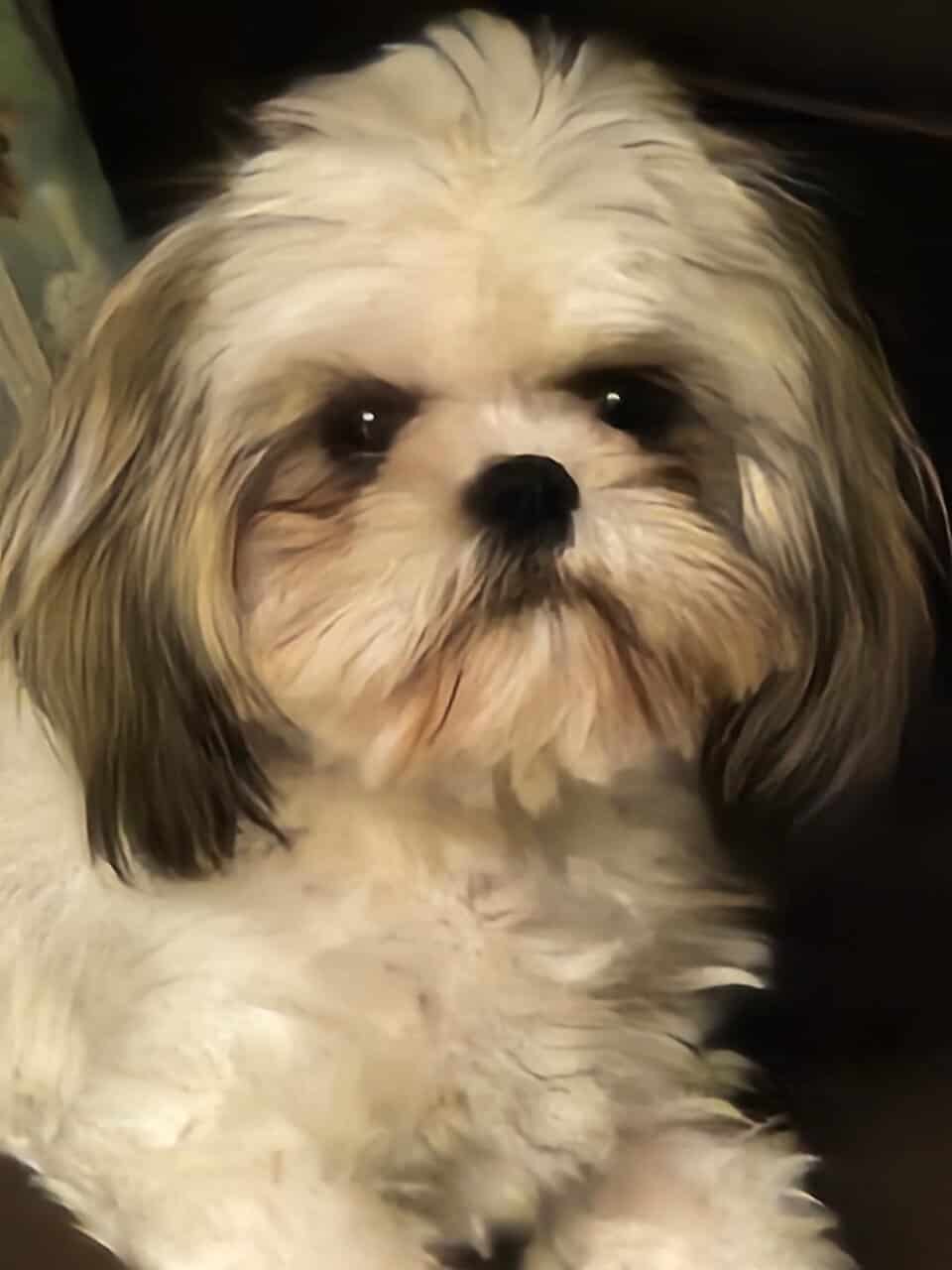 Shih Tzu/Pomeranian puppies for sale. image 2