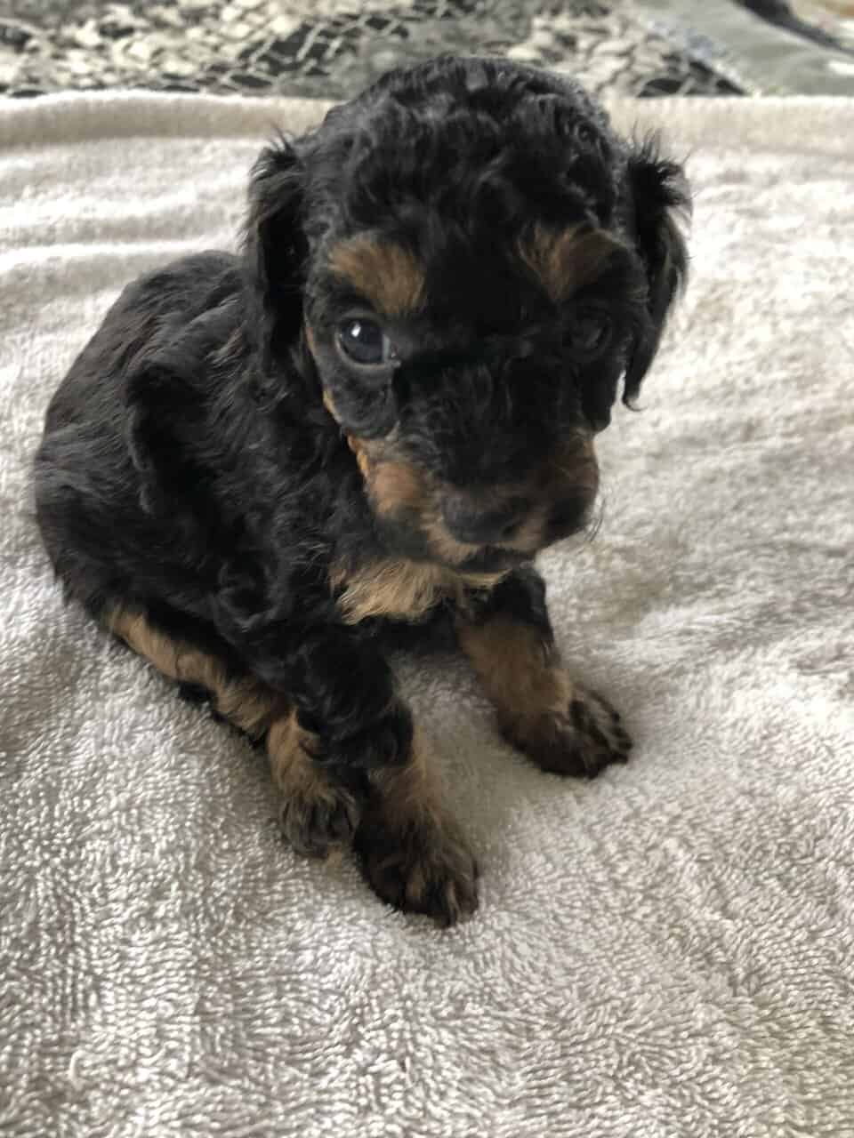 Toy poodle puppies image 5
