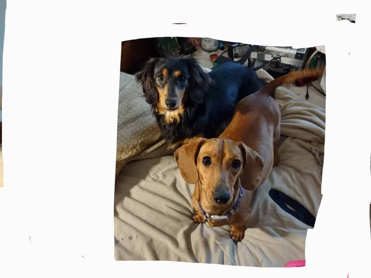 Miniature dachshunds for sale image 3